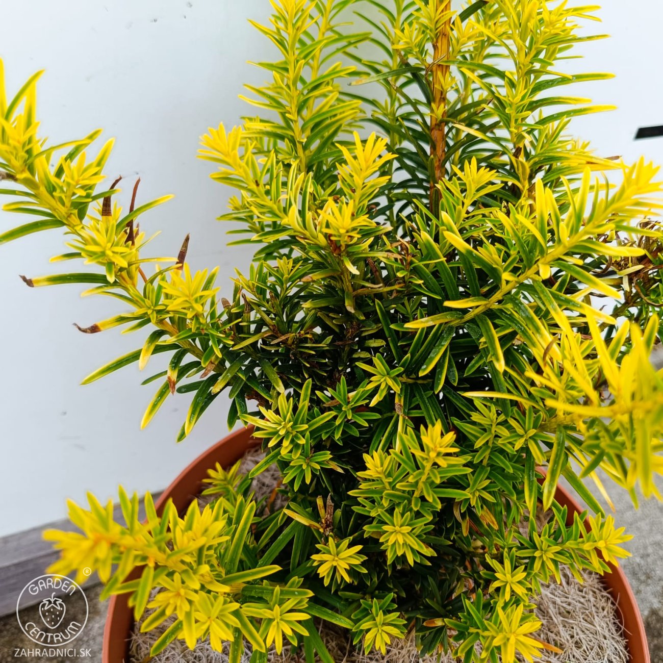 Obrázok Tis japonský (Taxus cuspidata) ´AURESCENS´ - výška 20-30 cm, kont. C3L